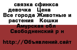 связка сфинкса. девочка › Цена ­ 500 - Все города Животные и растения » Кошки   . Амурская обл.,Свободненский р-н